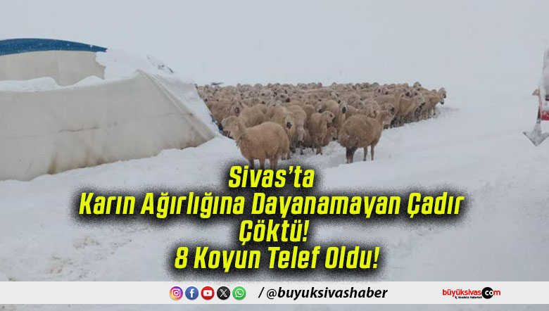 Sivas’ta Karın Ağırlığına Dayanamayan Çadır Çöktü! 8 Koyun Telef Oldu!