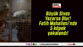 Büyük Sivas Yazarsa Olur! Fatih Mahallesi’nde 5 köpek yakalandı!