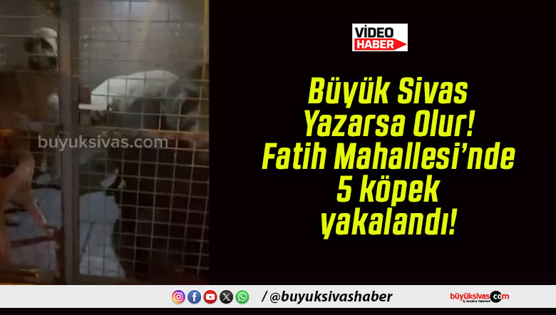 Büyük Sivas Yazarsa Olur! Fatih Mahallesi’nde 5 köpek yakalandı!