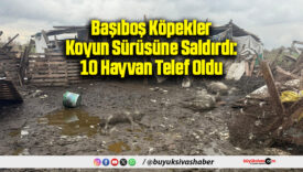 Başıboş Köpekler Koyun Sürüsüne Saldırdı: 10 Hayvan Telef Oldu