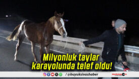 Milyonluk taylar karayolunda telef oldu!