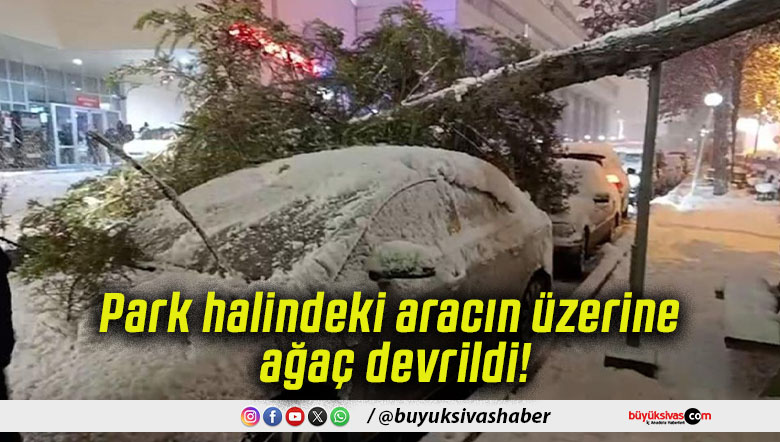 Park halindeki aracın üzerine ağaç devrildi!