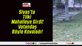Sivas’ta Tilki Mahalleye Girdi! Vatandaş Böyle Kovaladı!