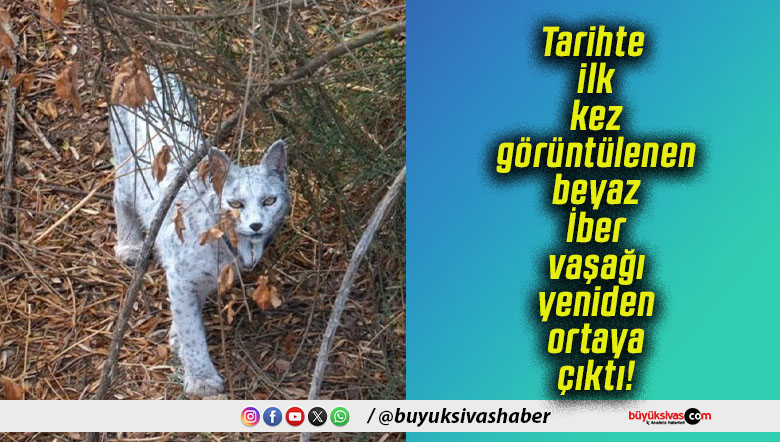 Tarihte ilk kez görüntülenen beyaz İber vaşağı yeniden ortaya çıktı!