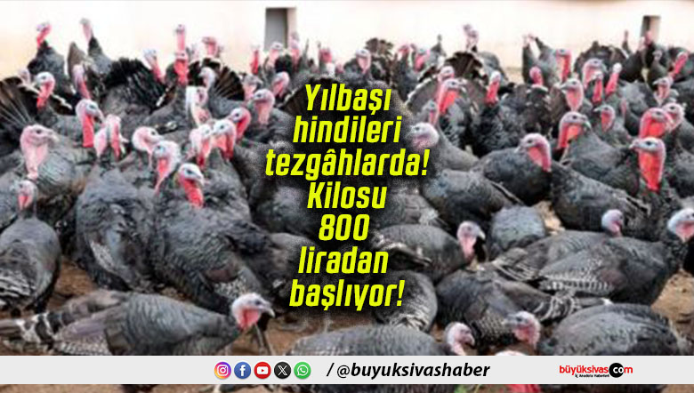 Yılbaşı hindileri tezgâhlarda! Kilosu 800 liradan başlıyor!