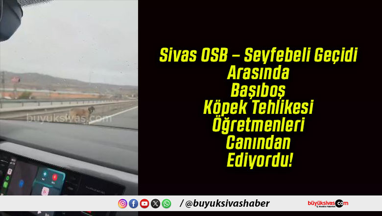 Sivas OSB – Seyfebeli Geçidi Arasında Başıboş Köpek Tehlikesi Öğretmenleri Canından Ediyordu!