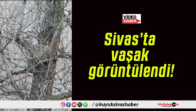Sivas’ta vaşak görüntülendi!