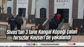 Sivas’ın Gemerek ilçesinde çalınan Kangal köpekleri bulundu