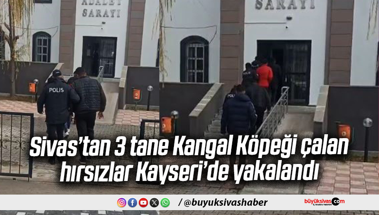 Sivas’ın Gemerek ilçesinde çalınan Kangal köpekleri bulundu