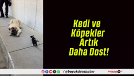 Kedi ve Köpekler Artık Daha Dost!