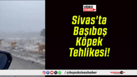 Sivas’ta Başıboş Köpek Tehlikesi!