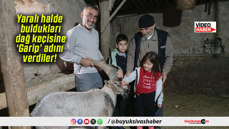 Yaralı halde buldukları dağ keçisine ‘Garip’ adını verdiler!