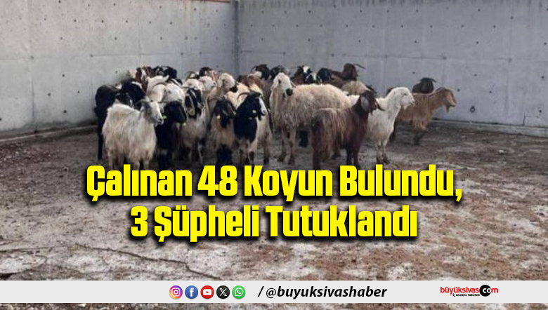 Çalınan 48 Koyun