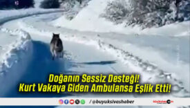 Doğanın Sessiz Desteği! Kurt Vakaya Giden Ambulansa Eşlik Etti!
