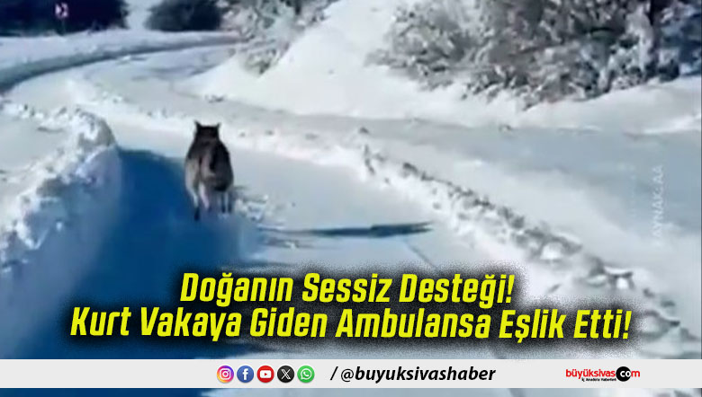 Doğanın Sessiz Desteği! Kurt Vakaya Giden Ambulansa Eşlik Etti!
