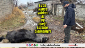 Evde kimse yokken at ve eşeği tüfekle öldürdüler!