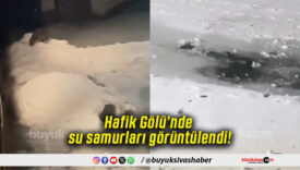 Hafik Gölü’nde su samurları görüntülendi!