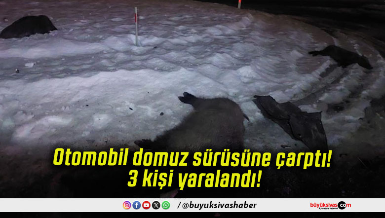 Otomobil domuz sürüsüne çarptı! 3 kişi yaralandı!
