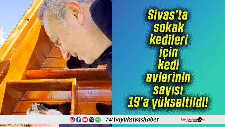 Sivas’ta sokak kedileri için kedi evlerinin sayısı 19’a yükseltildi!