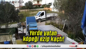 Yerde yatan köpeği ezip kaçtı!