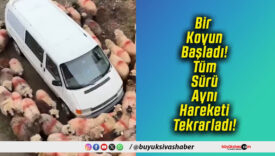 Bir Koyun Başladı! Tüm Sürü Aynı Hareketi Tekrarladı!