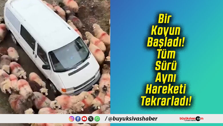 Bir Koyun Başladı! Tüm Sürü Aynı Hareketi Tekrarladı!