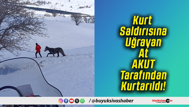 Kurt Saldırısına Uğrayan At AKUT Tarafından Kurtarıldı!
