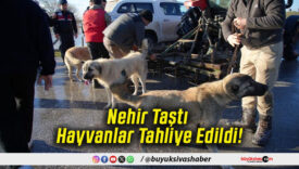 Nehir Taştı Hayvanlar Tahliye Edildi!