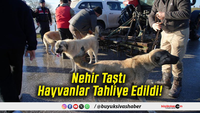 Nehir Taştı Hayvanlar Tahliye Edildi!