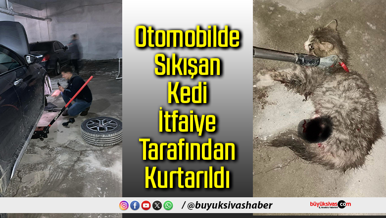 Otomobilde Sıkışan Kedi