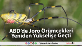 ABD’de Joro Örümcekleri