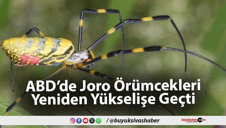 ABD’de Joro Örümcekleri