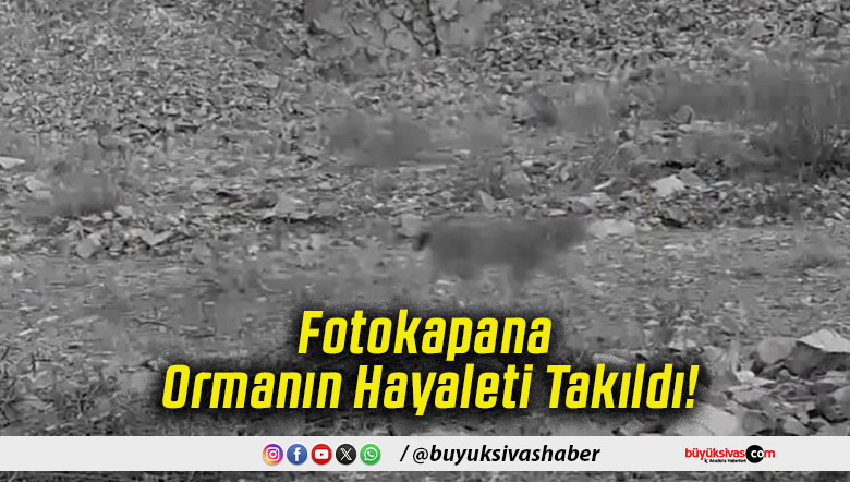 Fotokapana Ormanın Hayaleti Takıldı!