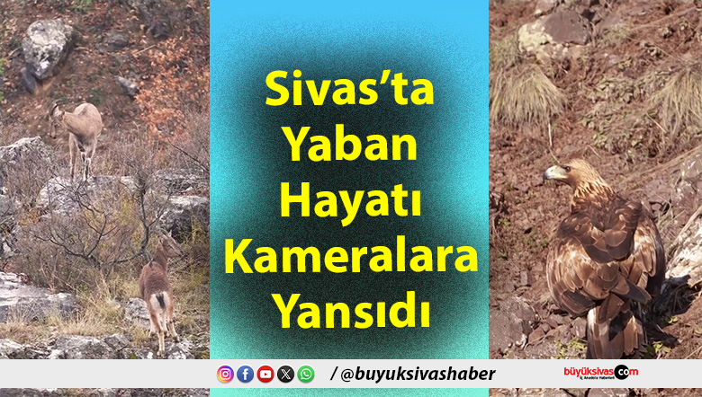 Sivas’ta Yaban Hayatı