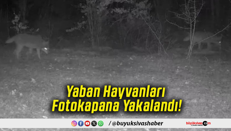 Yaban Hayvanları Fotokapana Yakalandı!