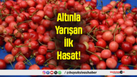 Altınla Yarışan