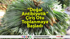 Çiriş Otu Toplanmaya