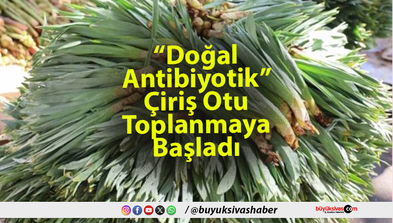 Çiriş Otu Toplanmaya