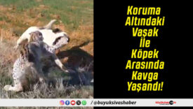 Koruma Altındaki Vaşak İle Köpek Arasında Kavga Yaşandı!