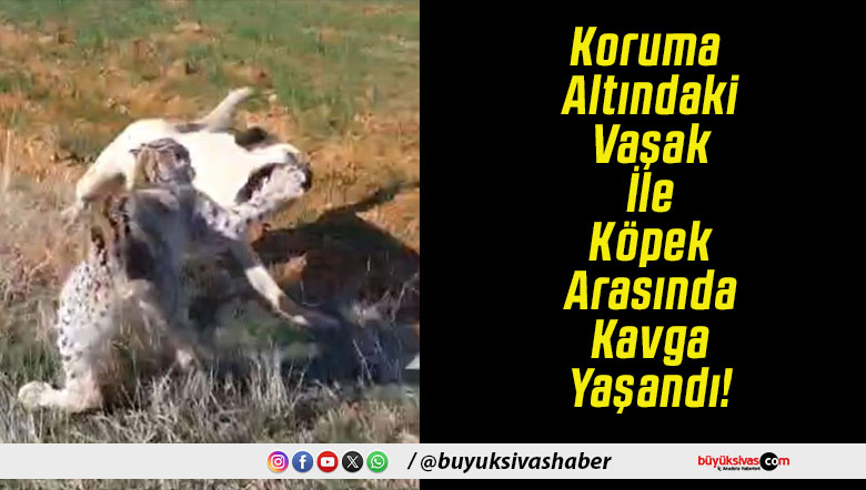 Koruma Altındaki Vaşak İle Köpek Arasında Kavga Yaşandı!