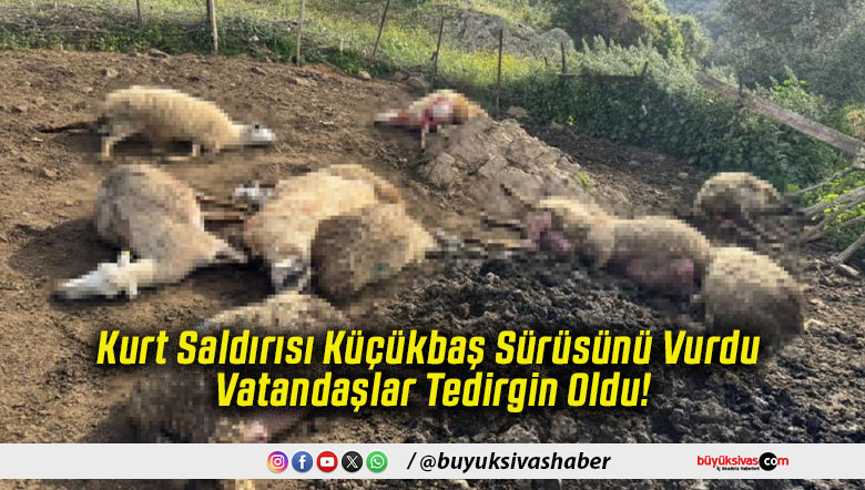 Kurt Saldırısı Küçükbaş Sürüsünü Vurdu Vatandaşlar Tedirgin Oldu!