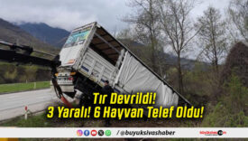 Tır Devrildi! 3 Yaralı! 6 Hayvan Telef Oldu!