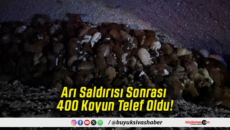 Arı Saldırısı Sonrası 400 Koyun Telef Oldu!