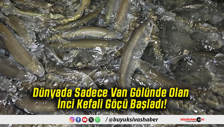 Dünyada Sadece Van Gölünde Olan İnci Kefali Göçü Başladı!