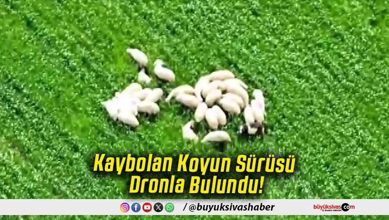 Kaybolan Koyun Sürüsü Dronla Bulundu!