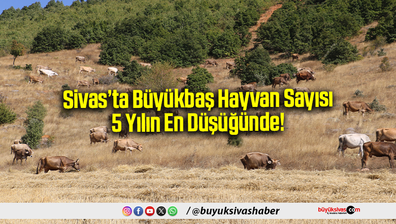 Sivas’ta Büyükbaş Hayvan