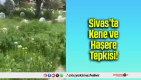 Sivas’ta Kene ve Haşere