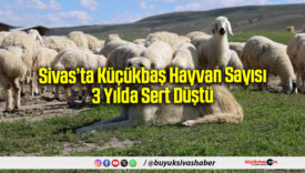 Sivas’ta Küçükbaş