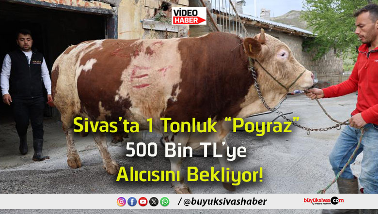 alıcıs