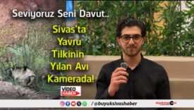davut